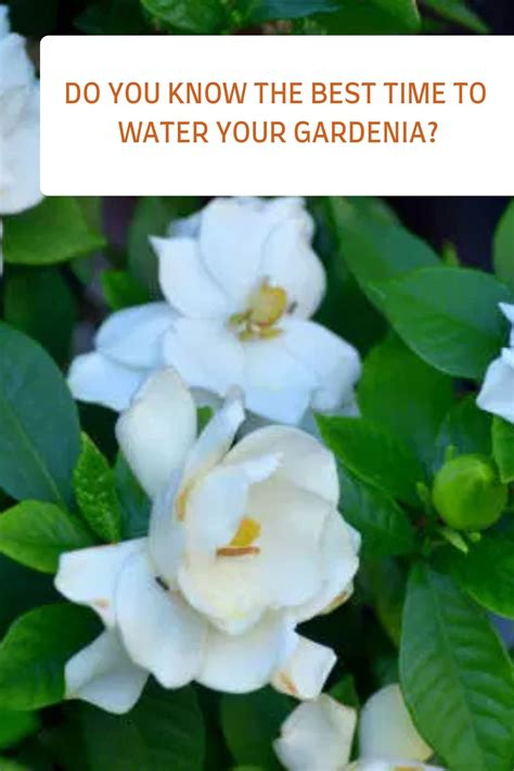 custom gardenia jasminoides moisture meter review|gardenia water requirements.